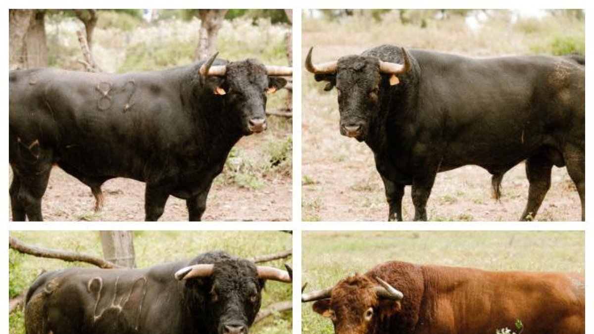 Los toros de Núñez del Cuvillo para la fiesta taurina de San Pedro Regalado