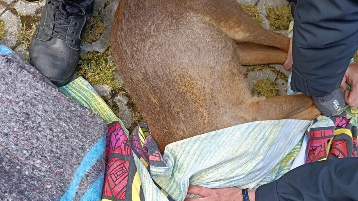 Corzo herido tras recorrer el centro de Valladolid