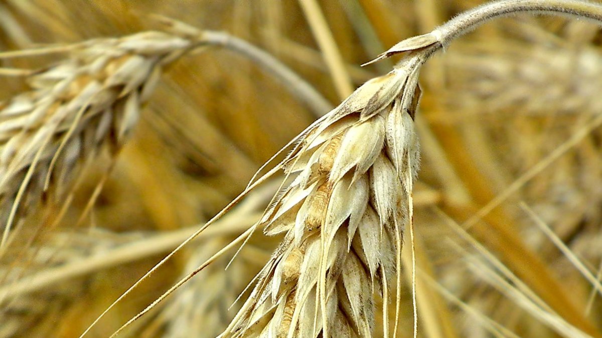 Una mariquita se posa en una espiga de trigo de un cultivo en una explotación cerealista