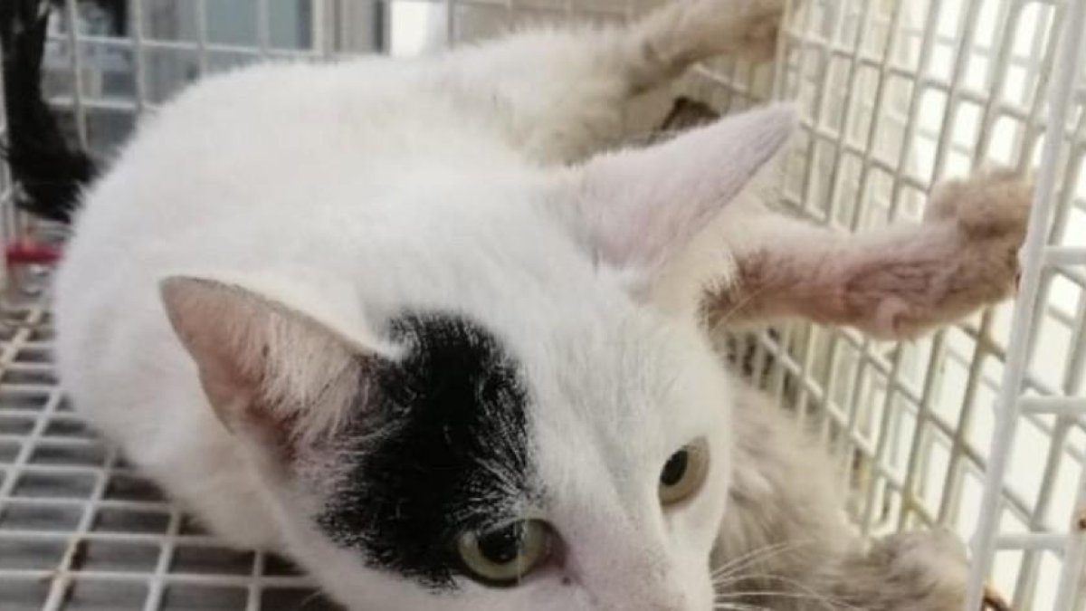 Heidi, la gata a la que encontraron con perdigones en su cuerpo en El Peral