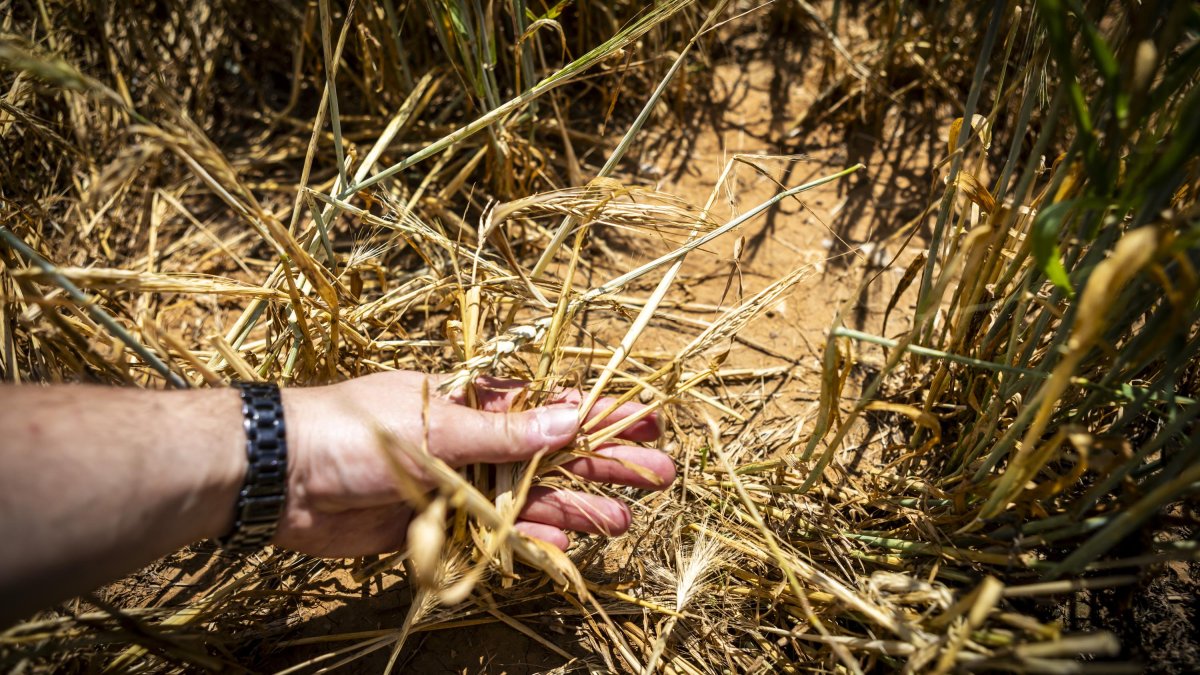 Finca de cereal en la provincia de Soria arrasada por las tormentas 