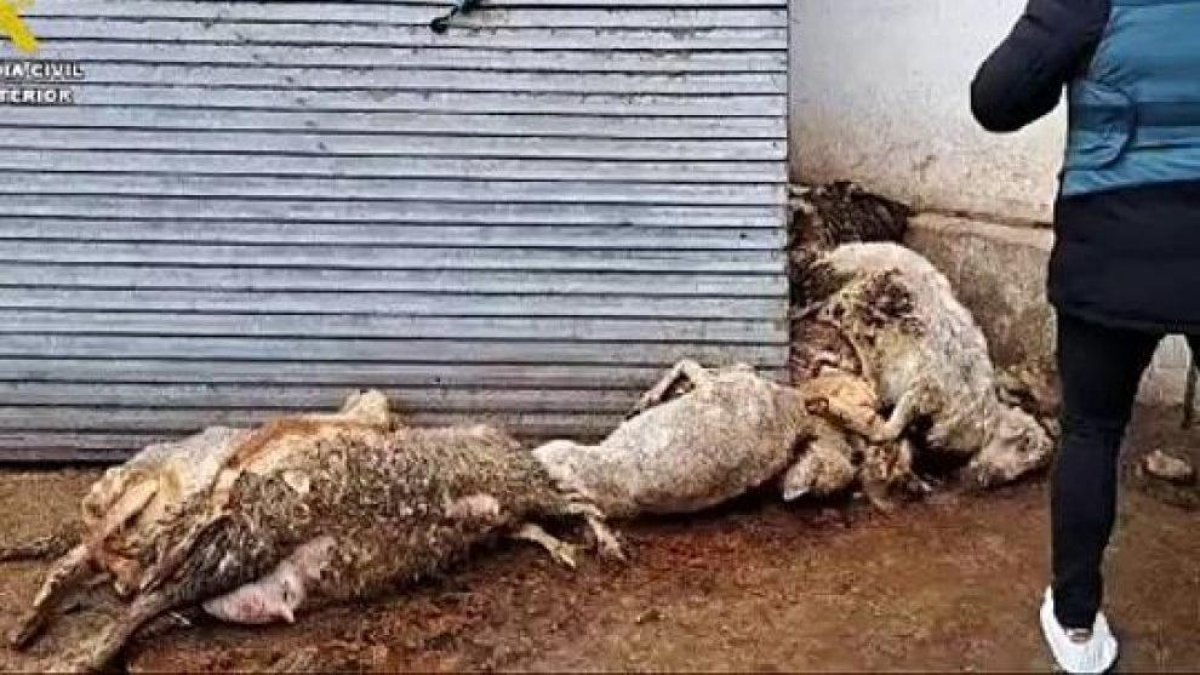 Ovejas muertas en Renedo.