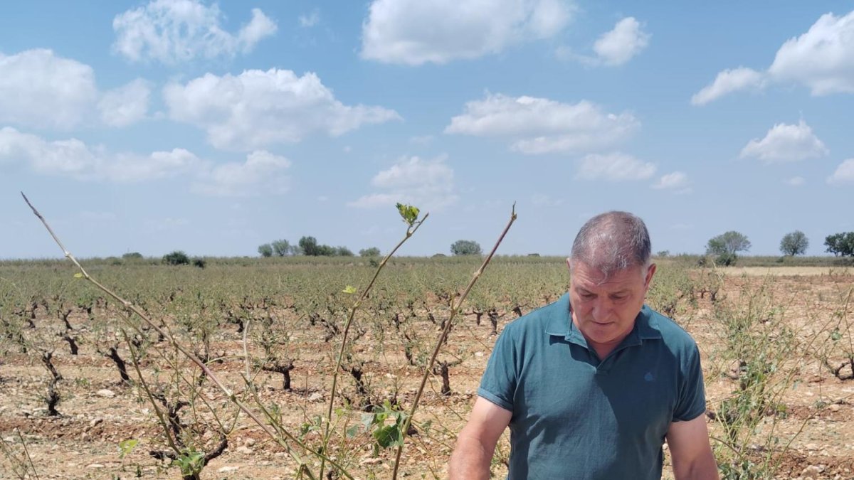 José Luis en uno de sus viñedos afectados por el pedrisco.