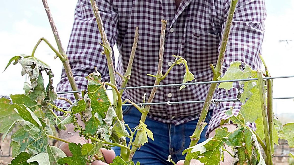 Efectos del granizo en un majuelo de Ribera del Duero.
