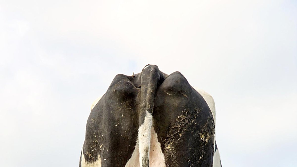 Una vaca de leche pasta al aire libre en una explotación extensiva