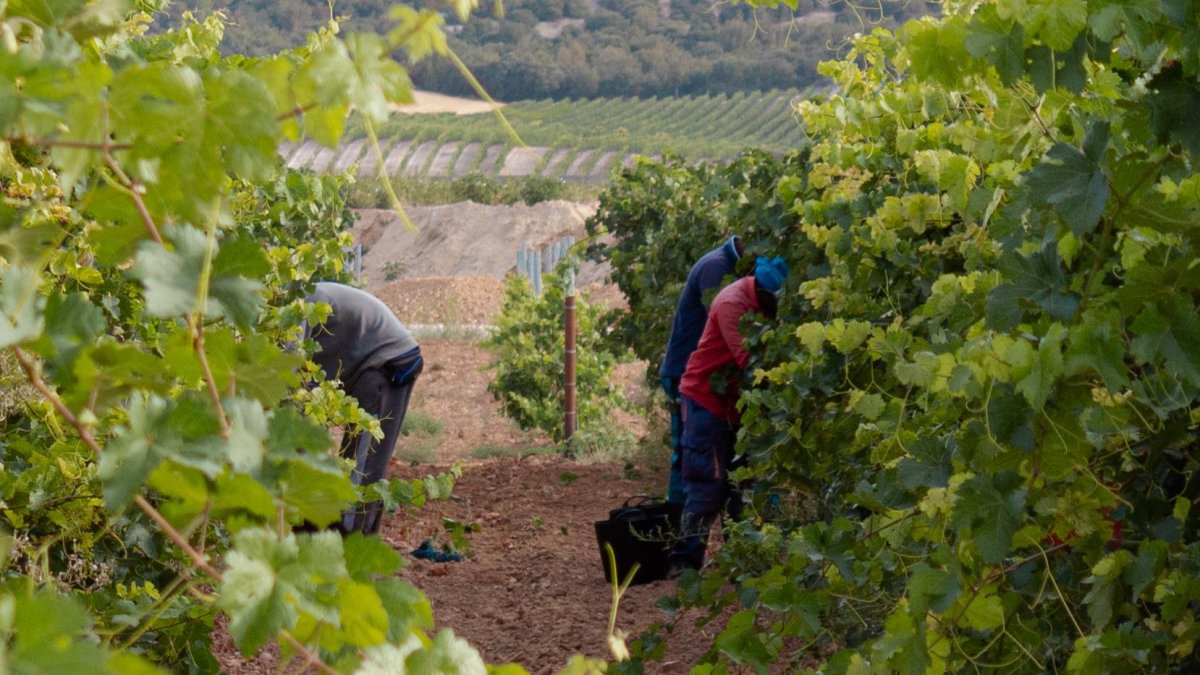 Bodegas Familiares Matarromera inicia la vendimia.