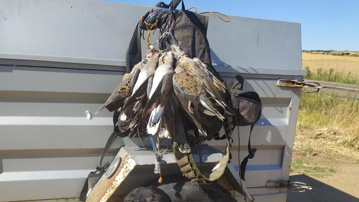 Cupo de seis tórtolas de la zamorana Tierra del vino.