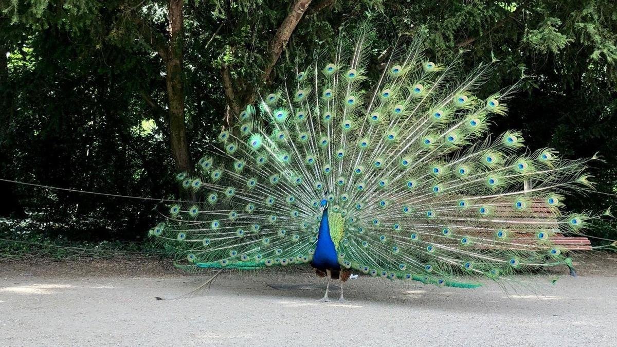 Un pavo real en Campo Grande en una imagen de archivo