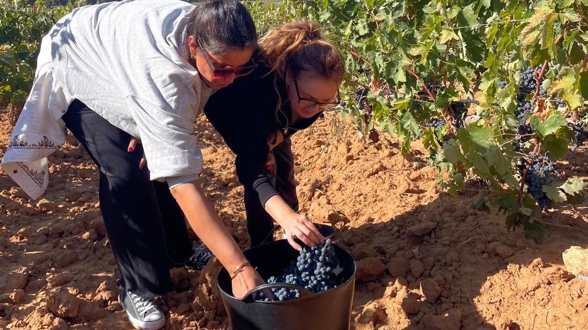 Visitantes disfrutan de una jornada en el viñedo en la bodega.
