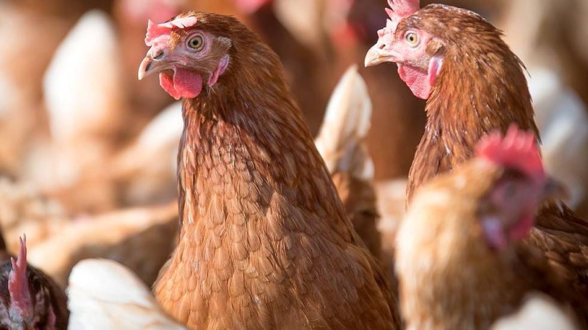 Gallinas reunidas en un corral.