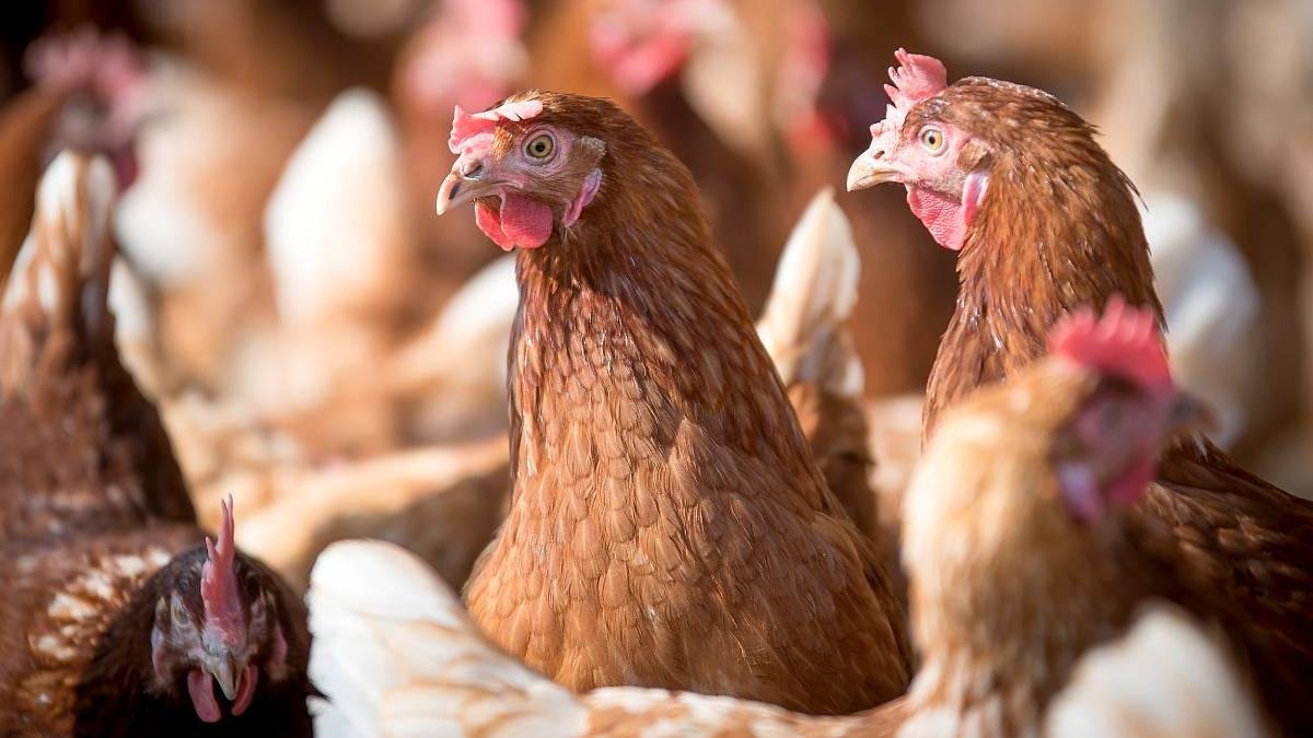 Gallinas reunidas en un corral.