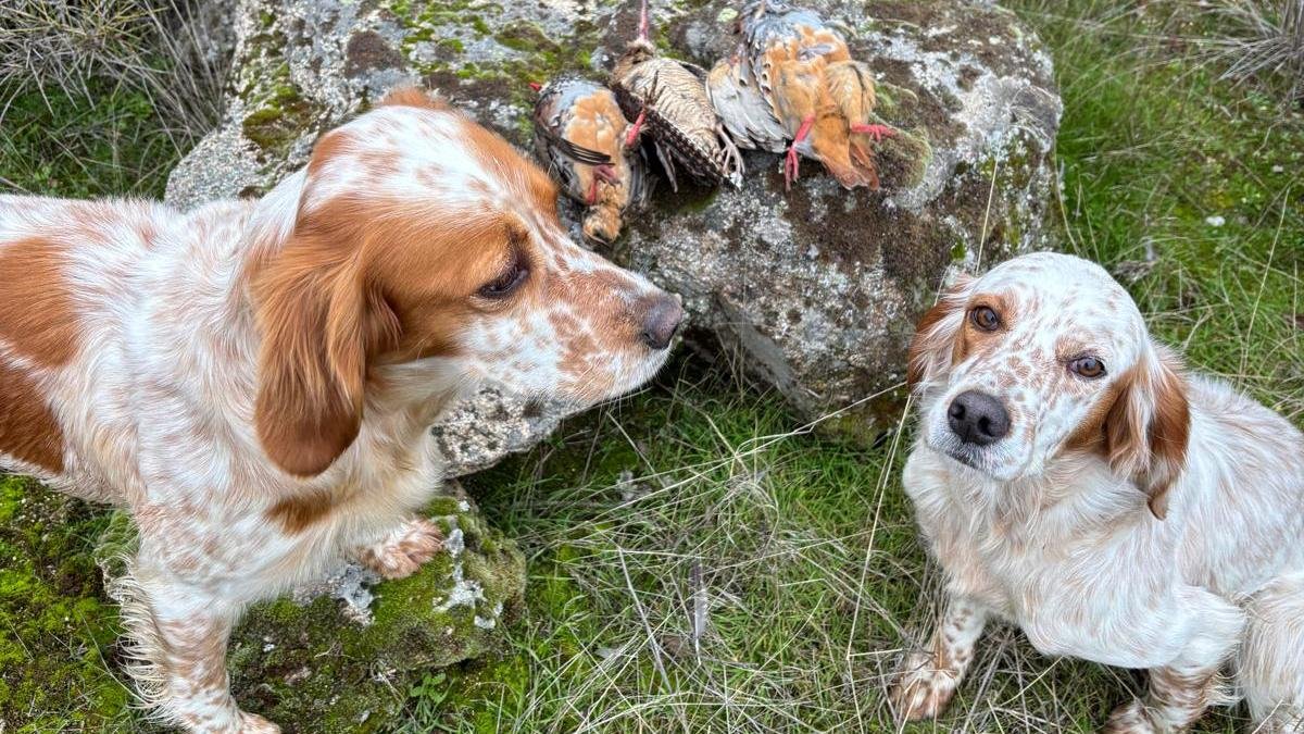 Perdices y becada, las únicas especies que puntuarán en la I Copa de Zamora de caza menor con perro.
