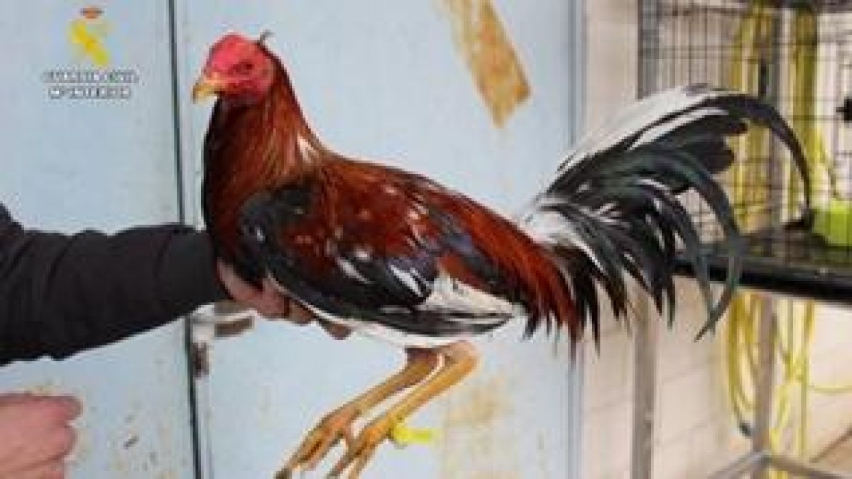 Uno de los gallos incautados tras el incendio en una casa okupada de la calle Estrella