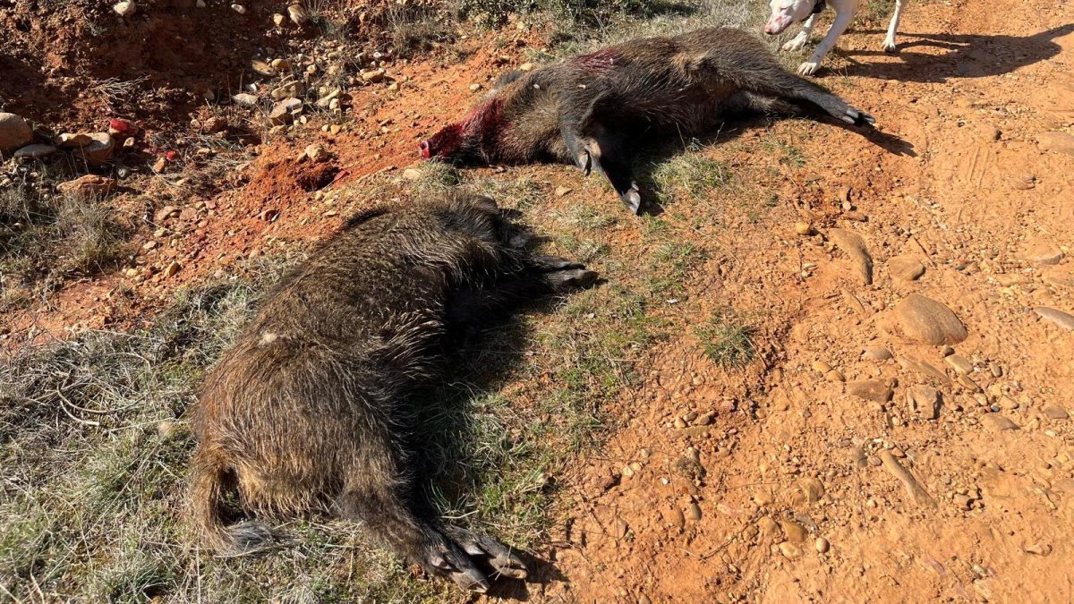 Doblete de jabalís abatidos el pasado sábado en Benavente, Zamora.