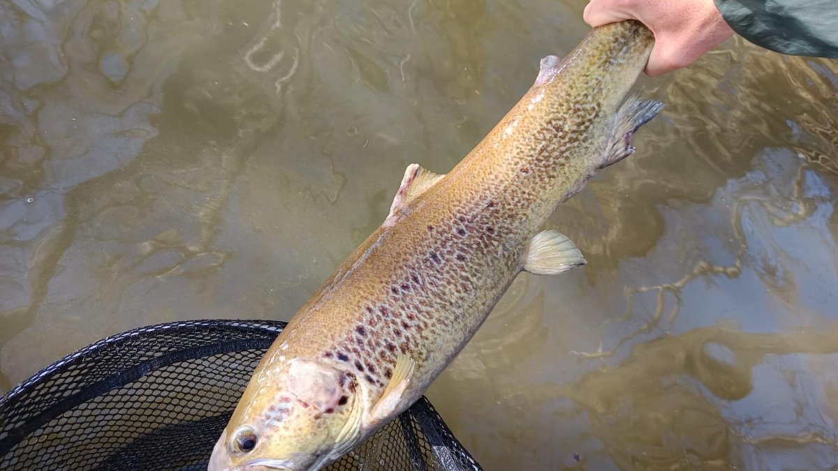 Una buena trucha común capturada en el río Cega segoviano.