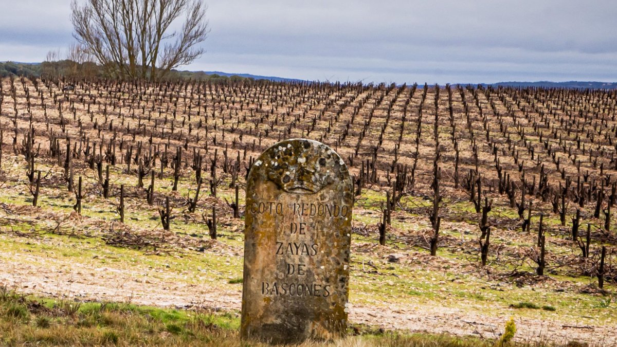 La superficie asegurada de uva de vino hasta el momento en Castilla y León es de más de 34.300 hectáreas.