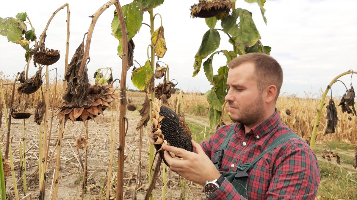 Un joven agricultor examina un cultivo de girasol