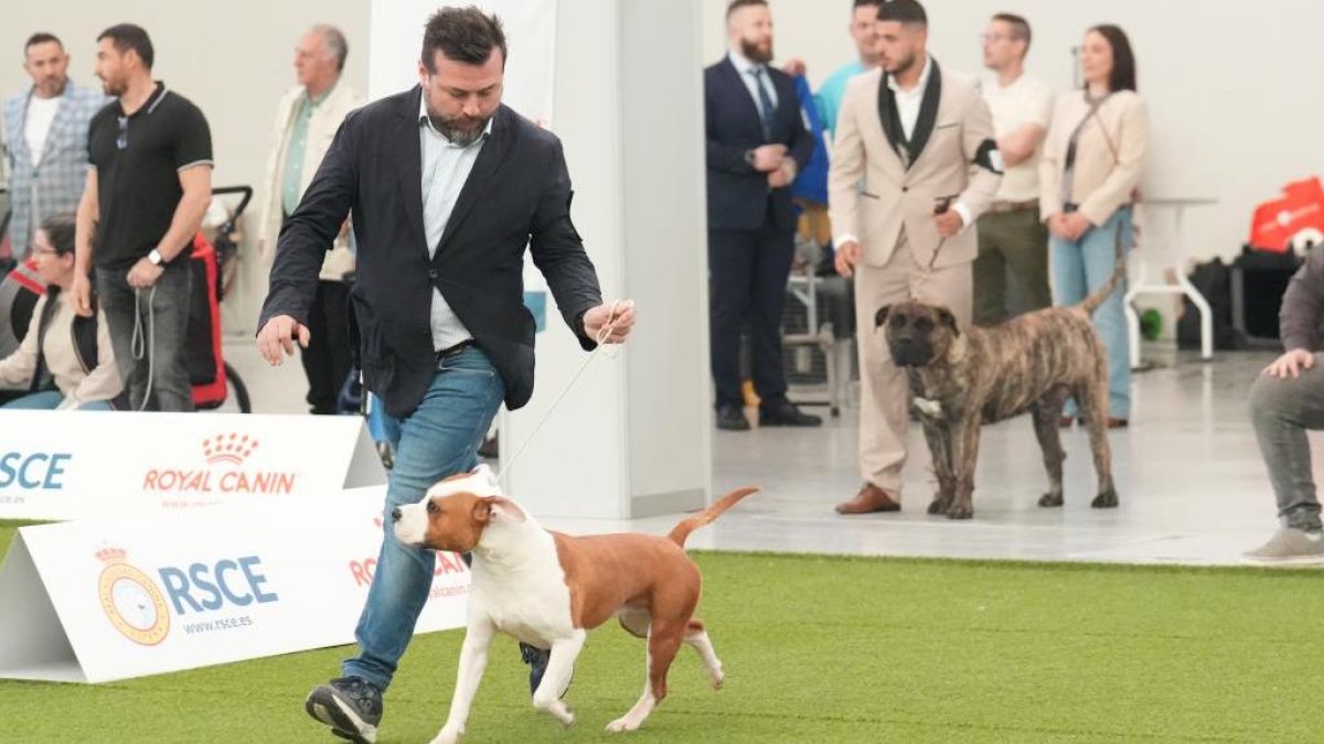 Exposición Canina Internacional de Valladolid