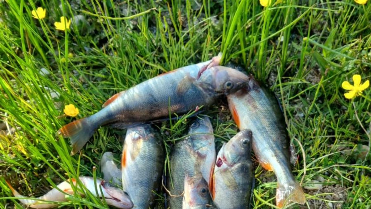 Percas capturadas este fin de semana con pesca eléctrica.