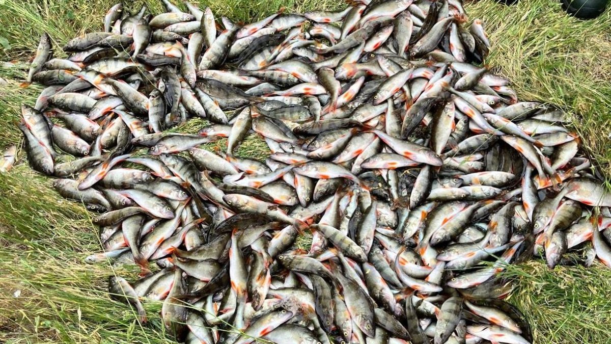 Pescadores con las percas sacadas del río Arlanzón.
