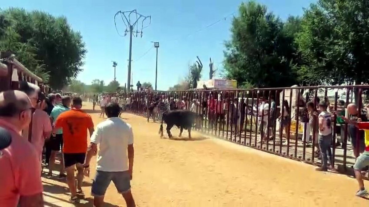 El encierro de los tres novillos transcurrió si incidentes en Serrada (Valladolid).-PHOTOGENIC