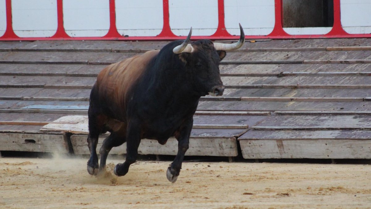 'Campanito', Toro de la Vega 2026