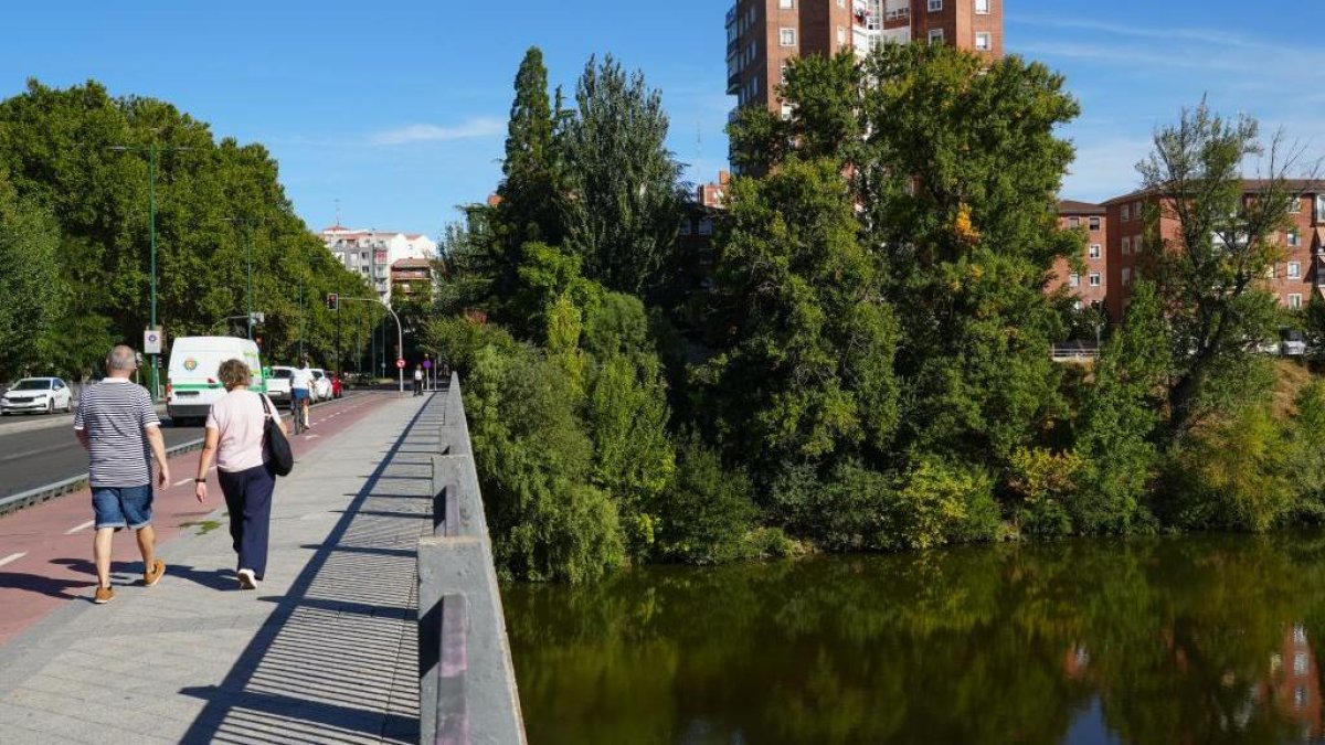 Vegetación que aflorar en la ribera del Pisuerga en el puente de Arturo Eyries