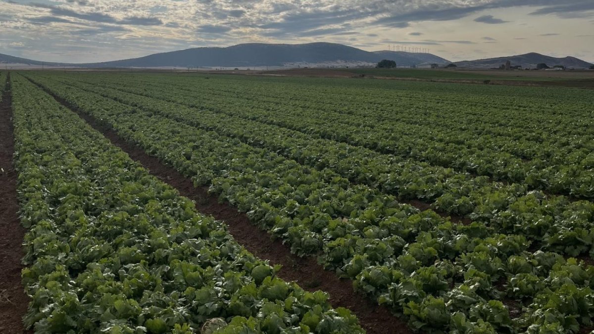 Florette acaba de concluir su campaña superando las altas temperaturas que han marcado este verano