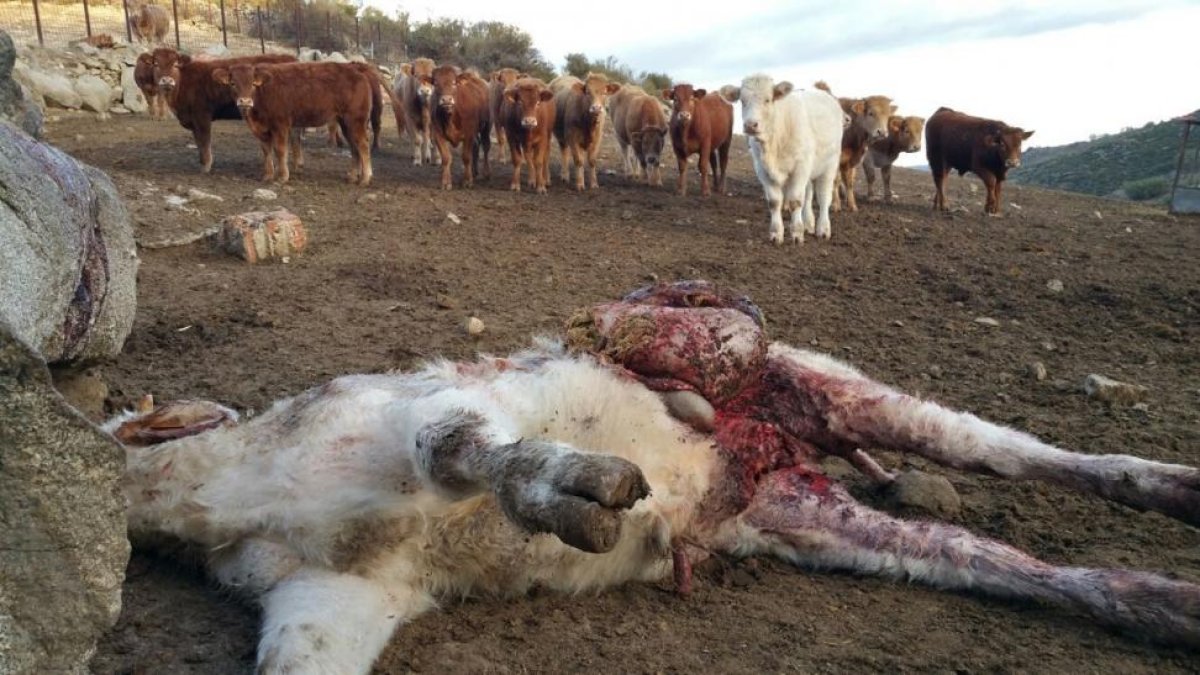 Animal muerto por el ataque del lobo en un cebadero en la localidad abulense de El Barraco.-UPA