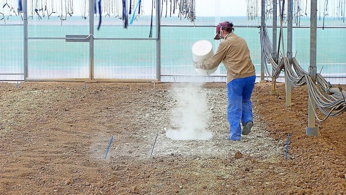 Una mujer aplicando azufre en el invernadero de Autillo de Campos, donde se experimentó con el cereal.-ITAGRA.CT