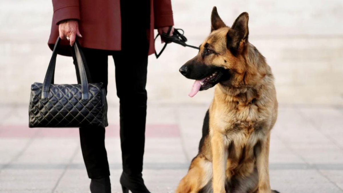 Luna, una hembra de pastor alemán de tres años adiestrada para acompañar a su nueva dueña y obedecerle.-
