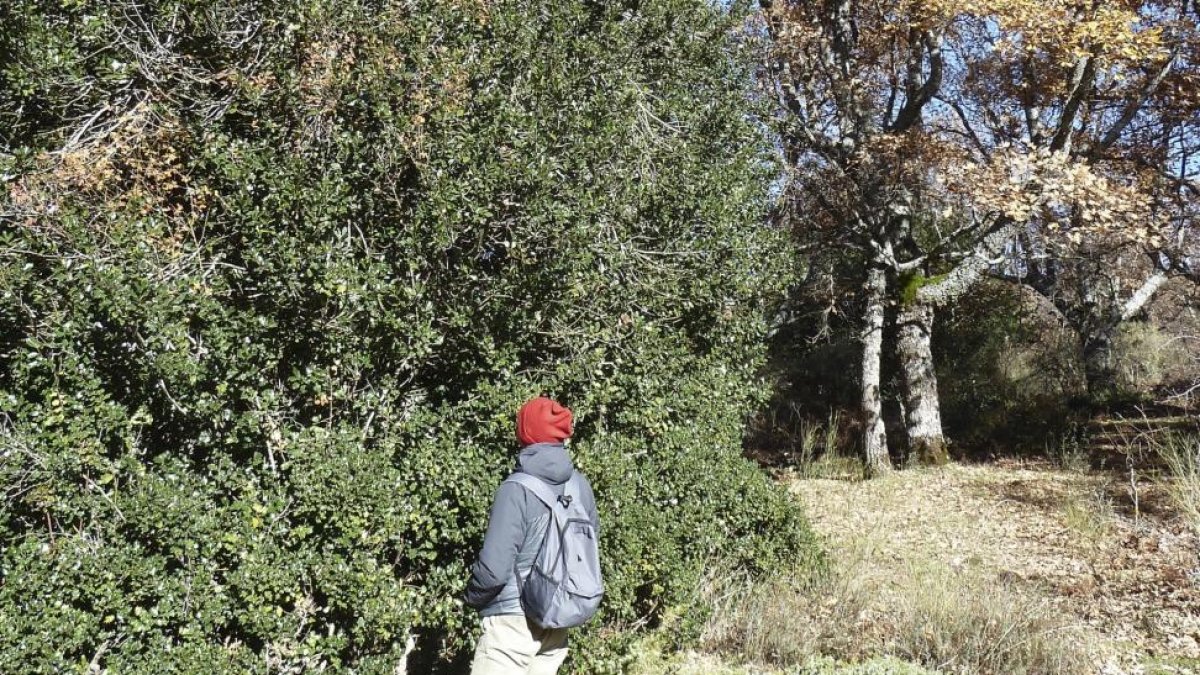 Arriba, un caminante observa de cerca las bayas del acebo. A la derecha, detalle de los frutos rojos de este árbol, cuyas hojas se mantienen verdes y brillantes durante todo el año.-T.S.T.
