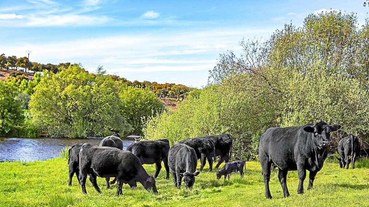 Ejemplares de la raza Aberdeen Angus pastan en las fincas de Miguel Vergara, ubicadas en la localidad salmantina de Baños de Ledesma y en la leonesa de Vidanes, del municipio de Cistierna.- E. M.