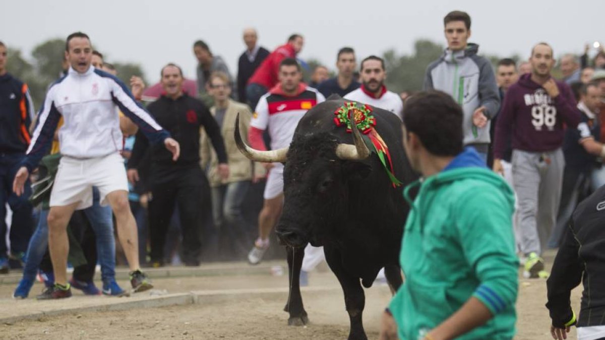 Toro de la Vega 2015-Antonio Heredia