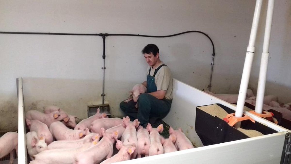 Juan Ramón Sastre, en su granja de cerdas madre en Caleruega, Burgos-HDS