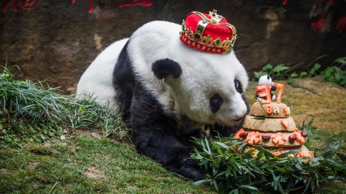 La osa panda Basi, en enero, durante su ultima fiesta de cumpleaños-STR