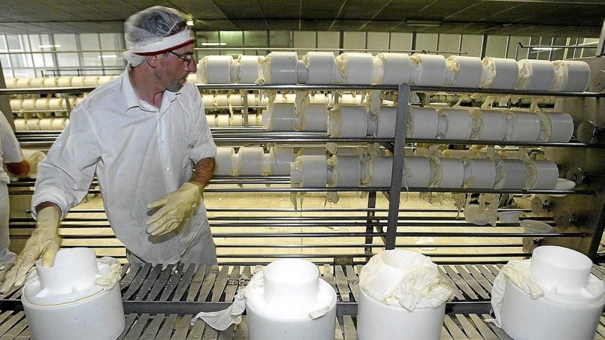 Elaboración de queso con leche de Castilla y León en la localidad zamorana de Fresno de la Ribera.-ICAL