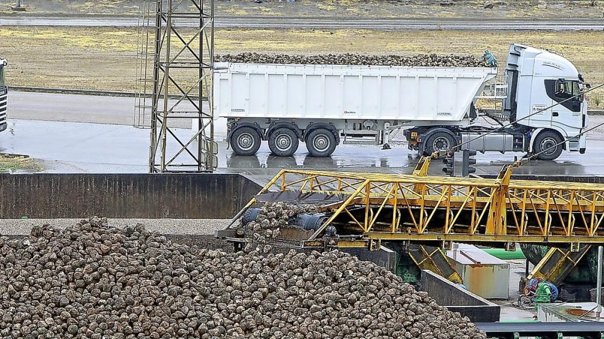 Llegada de remolacha a la fábrica de Acor en Olmedo durante una campaña anterior.-J.M. LOSTAU