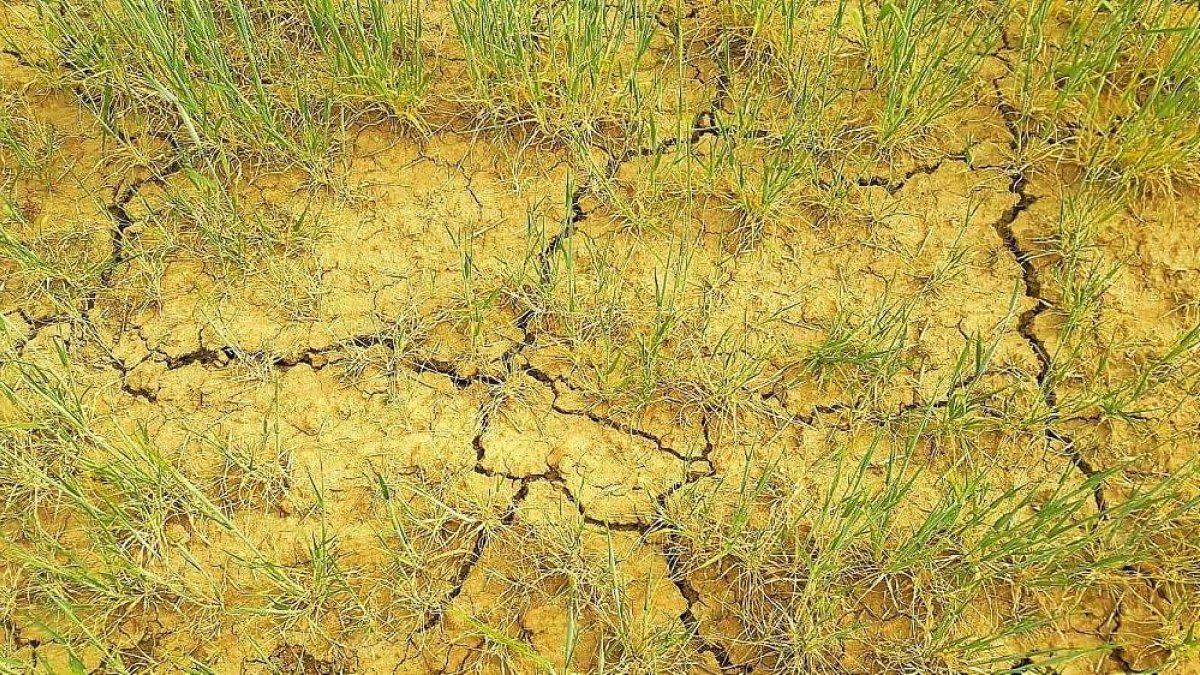 Efectos de la sequía en el campo regional durante esta campaña.-ASAJA