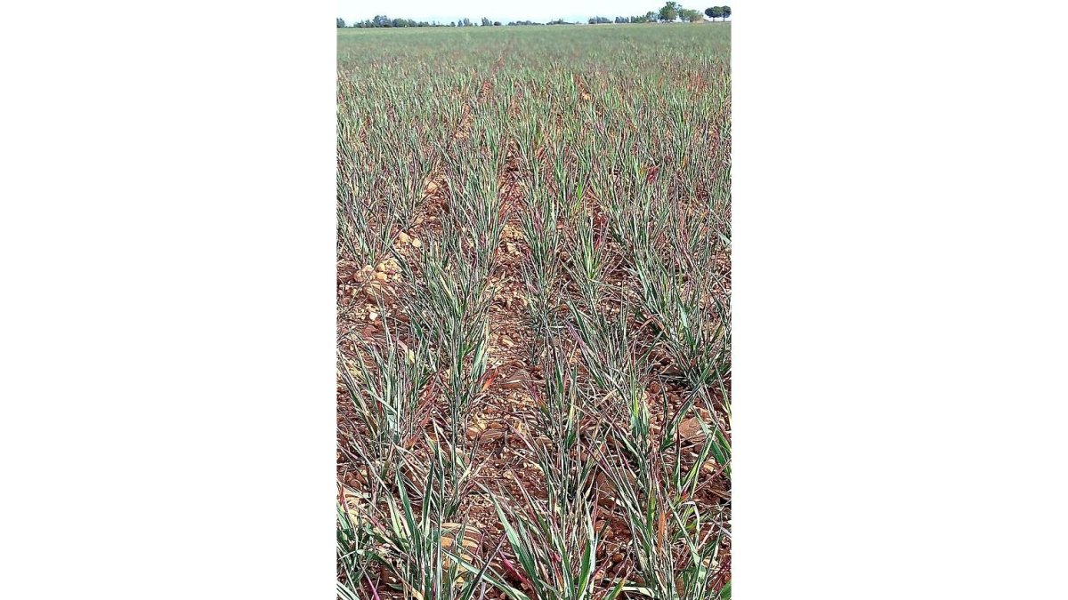 Aspecto que presenta una plantación de cereal-EL MUNDO