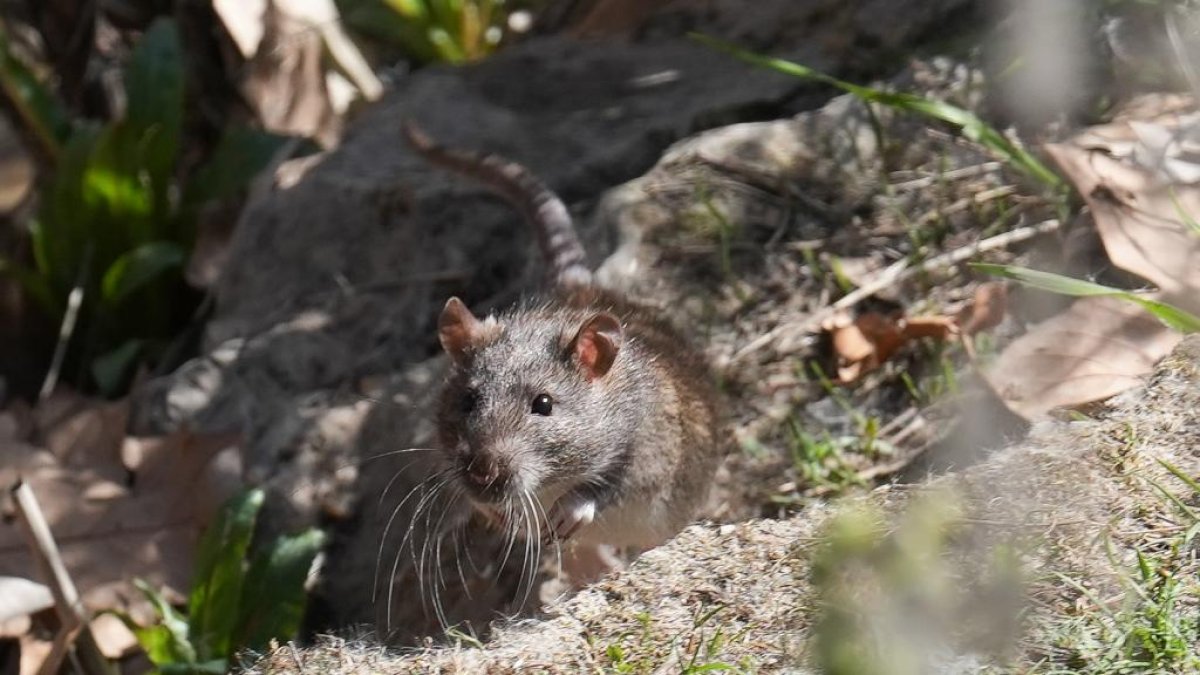 Plaga de ratas en el Esgueva. J.M. LOSTAU