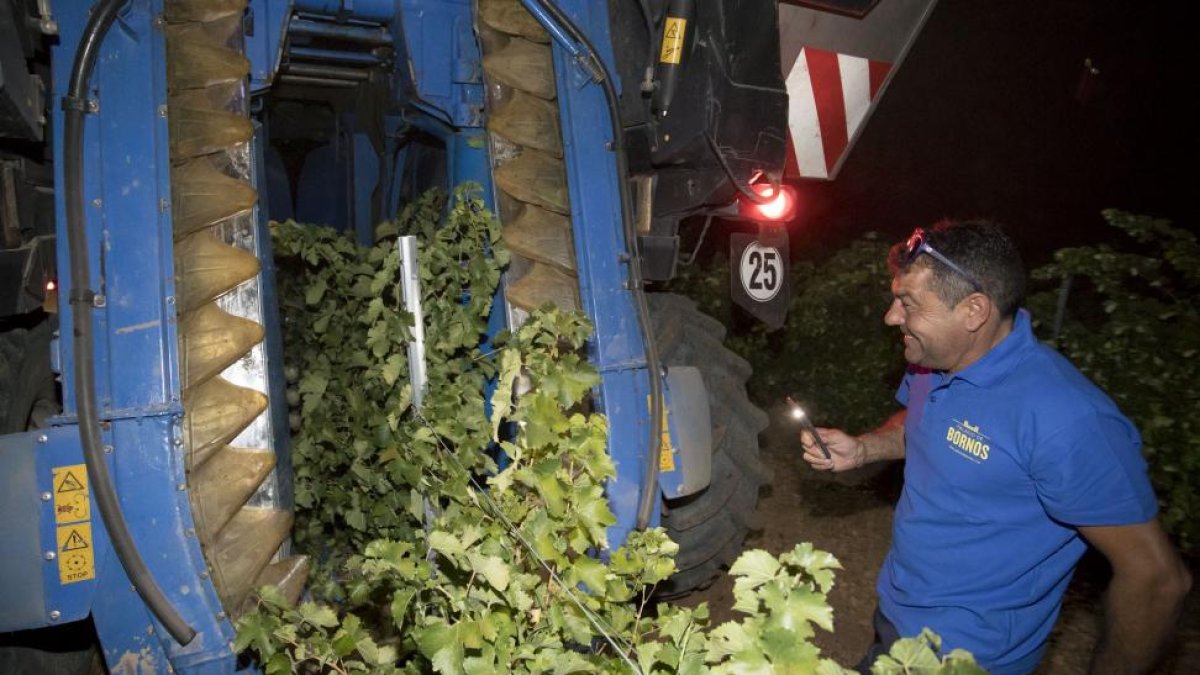 La vendimia en la bodega Palacio de Bornos.-PABLO REQUEJO