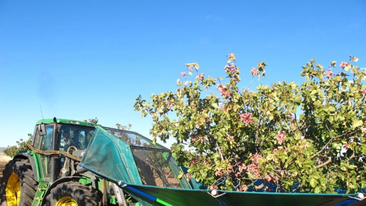 Labores de cosecha en la campaña pasada en la plantación toresana de Talegón.-UPA