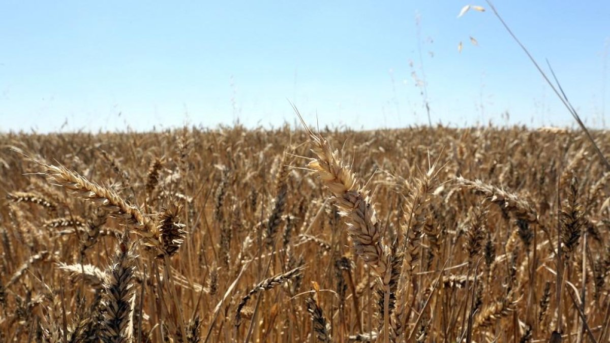 Campo de trigo en la provincia de Valladolid.-ICAL