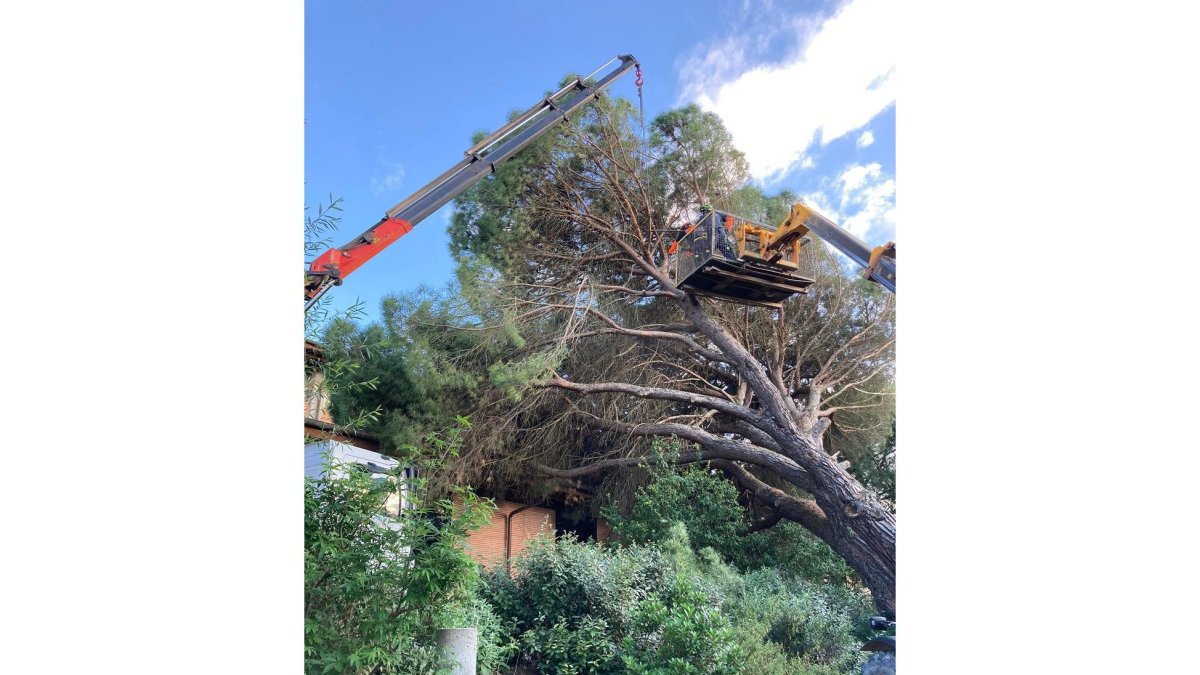 Momento de la retirada del árbol.- E. M.