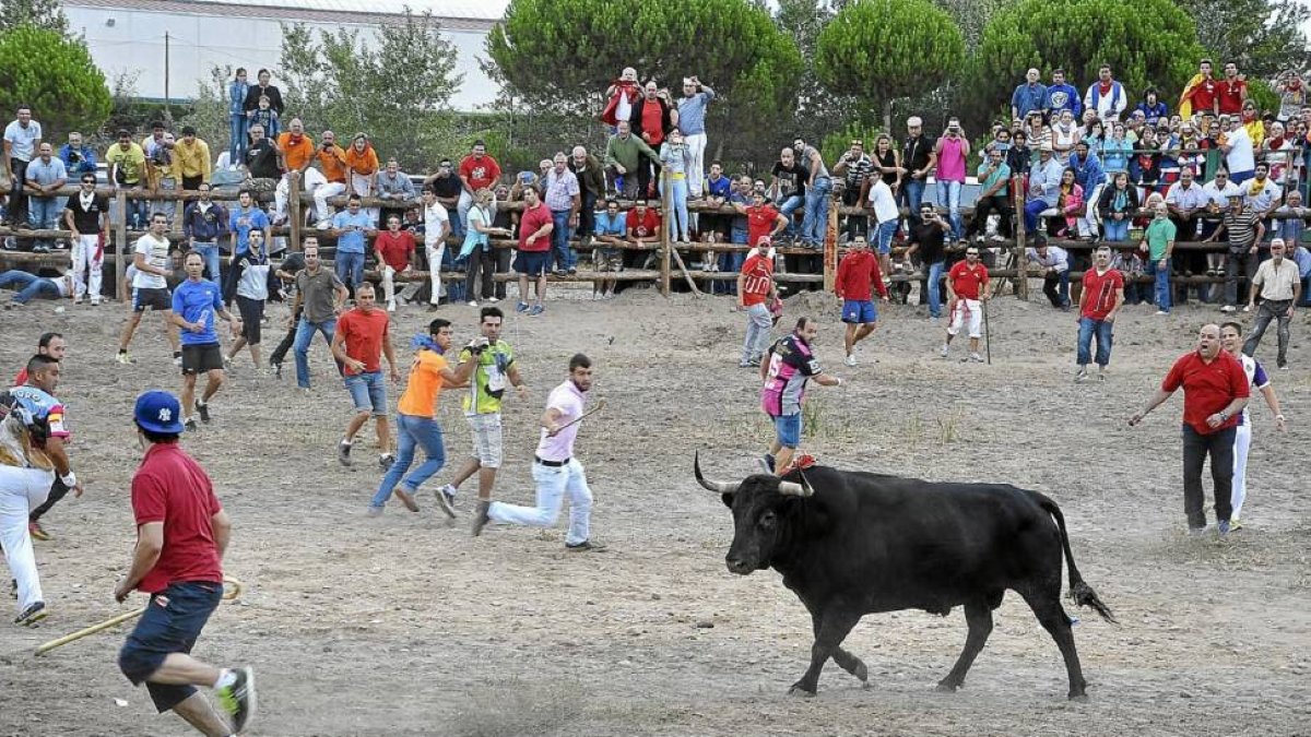 Varios mozos citan en los terrenos de la vega de Tordesillas a Elegido, el Toro de la Vega perteneciente al torneo del año pasado.-S.G. del Campo