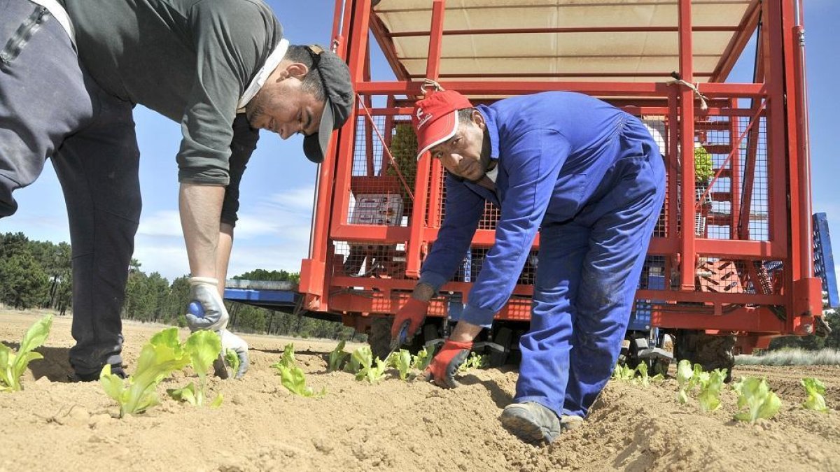 Trabajadores de Agroherni plantando cultivos de verano en Riotuerto en la finca de Enrique Jiménez.-VALENTÍN GUISANDE