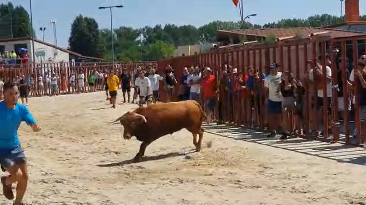 Encierro matutino del lunes 15 de agosto en Viana de Cega. - PHOTOGENIC