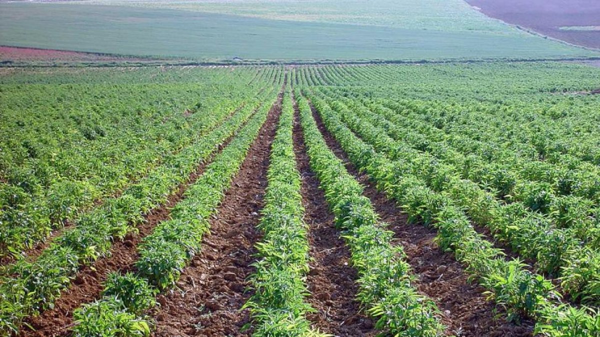 Imagen de los cultivos ecológicos de Soria Natural, en la localidad de Garray (Soria).-CEDIDA