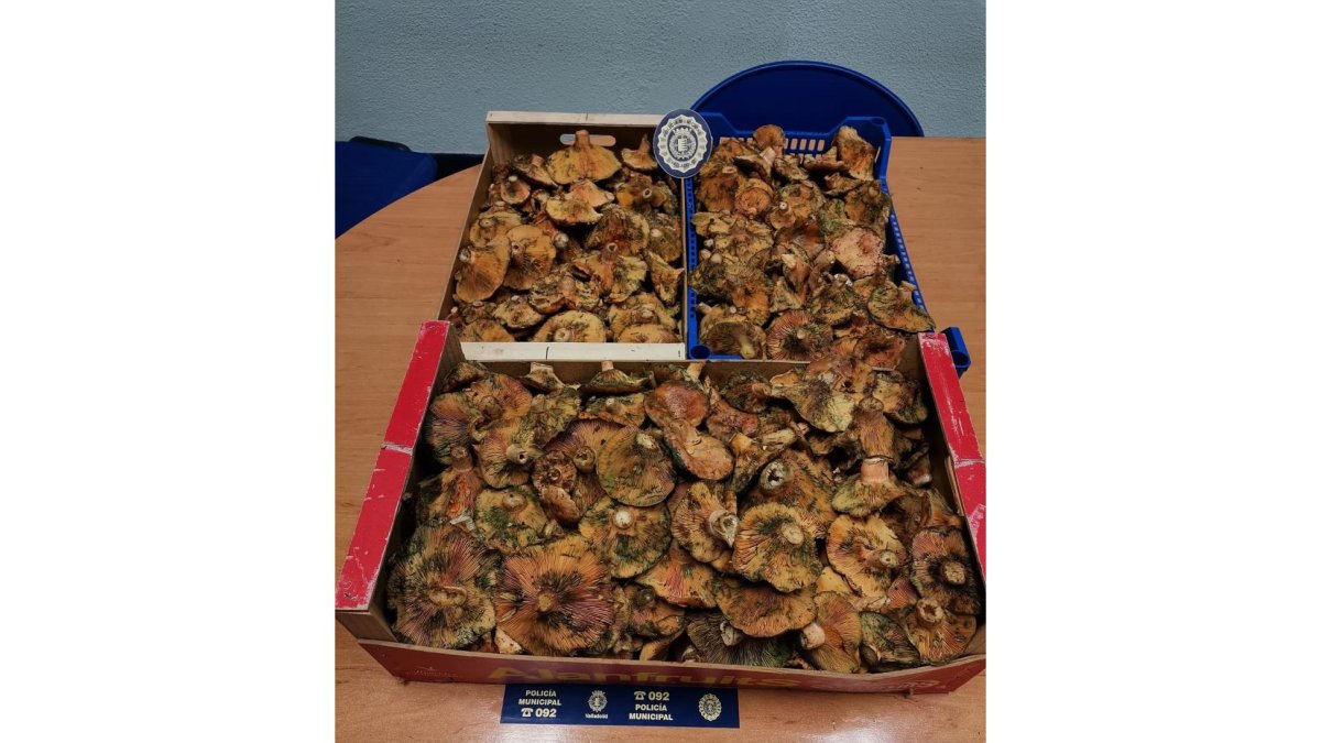 Denunciados por la recolección sin autorización de níscalos para venderlos en una frutería del barrio de Pajarillos. - ICAL